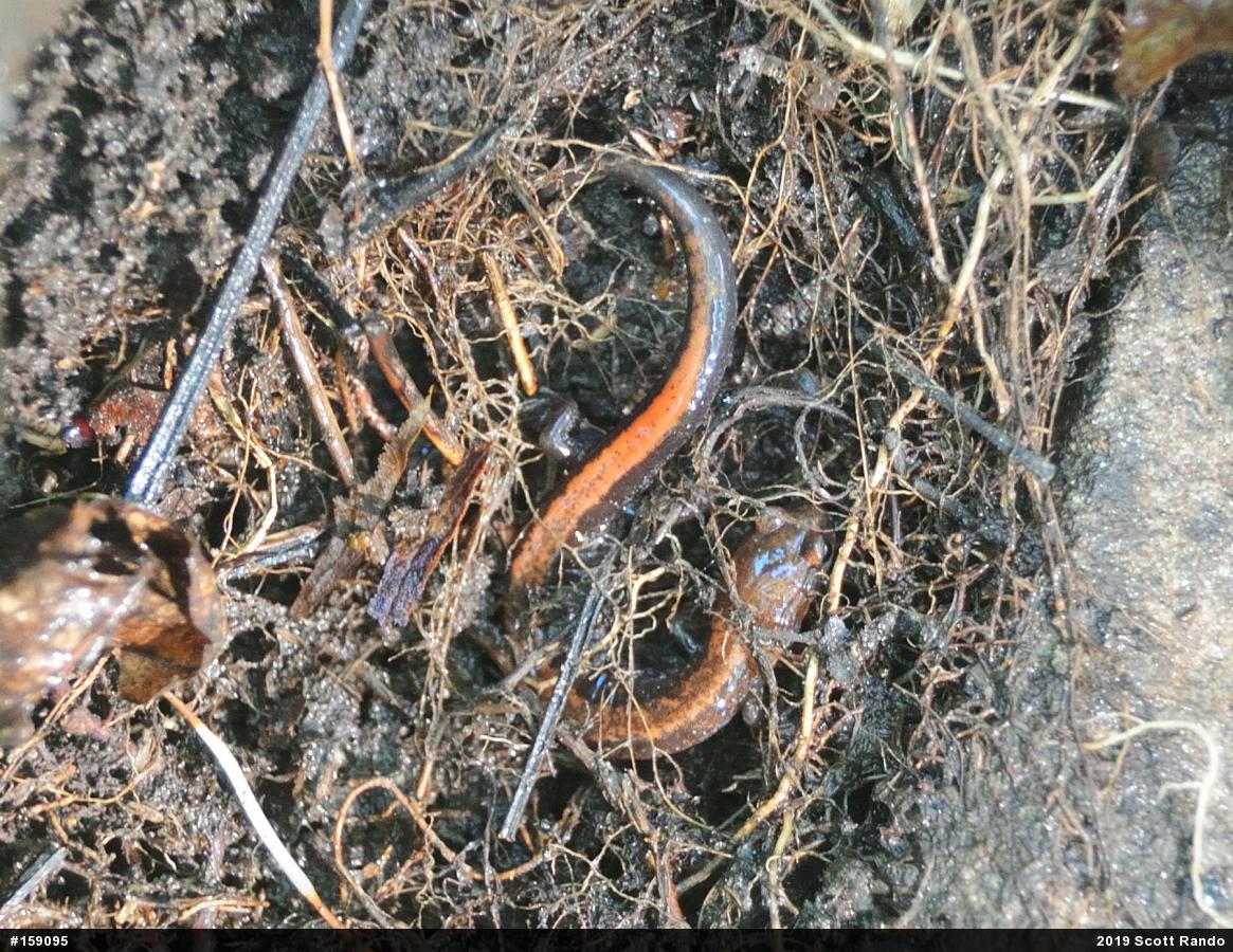 Eastern Red-backed  Salamander