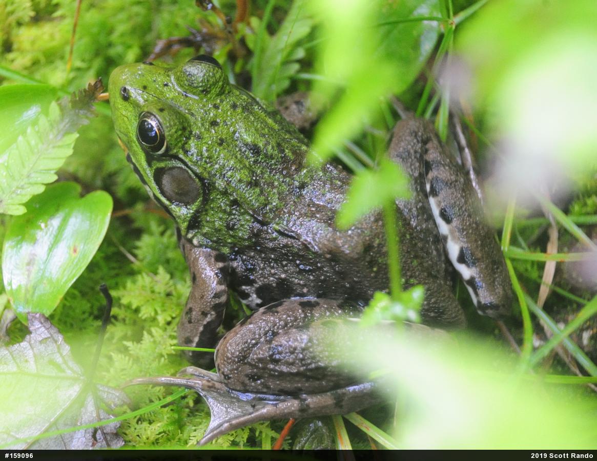 Green Frog