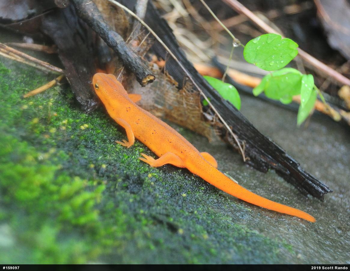 Red-spotted Newt