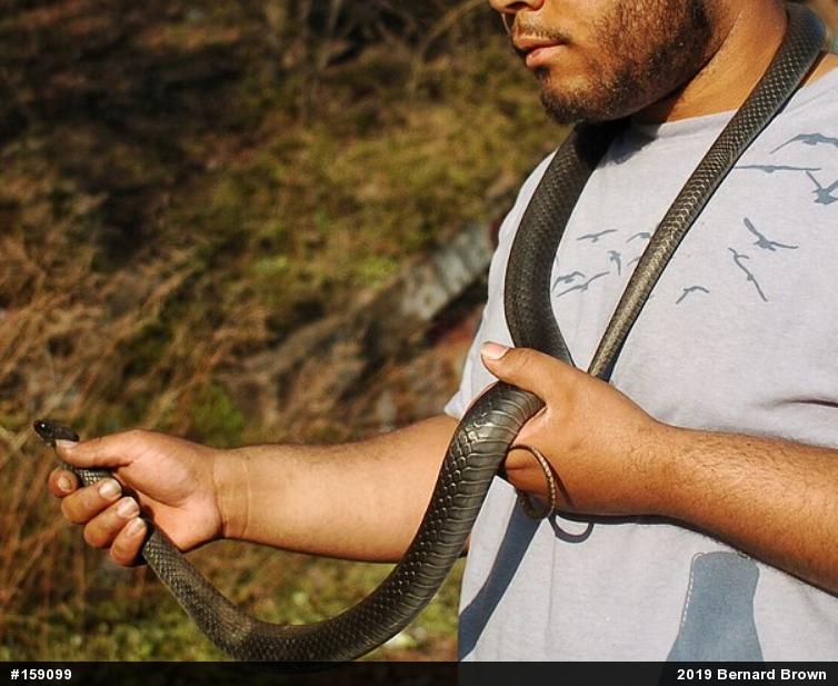 Northern Black Racer