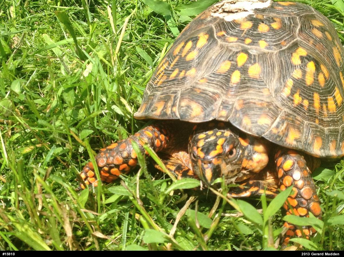 Eastern Box Turtle