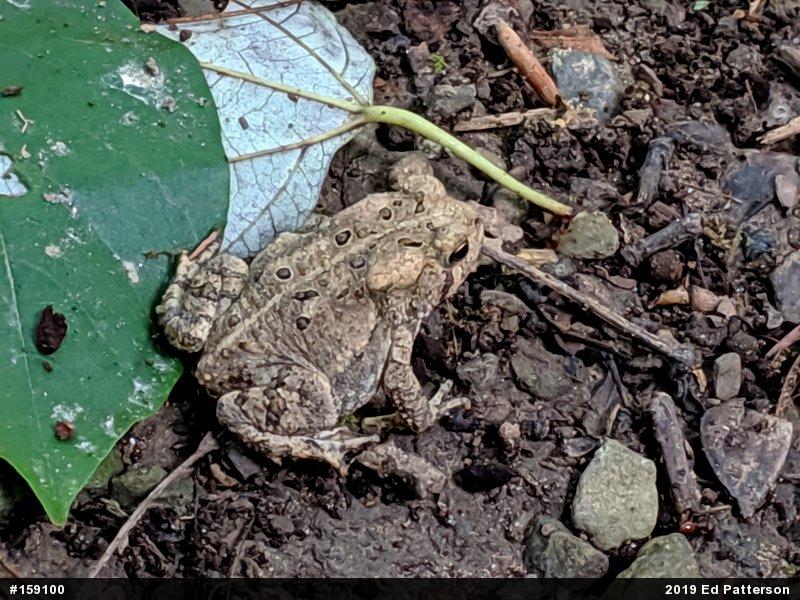 Eastern American Toad