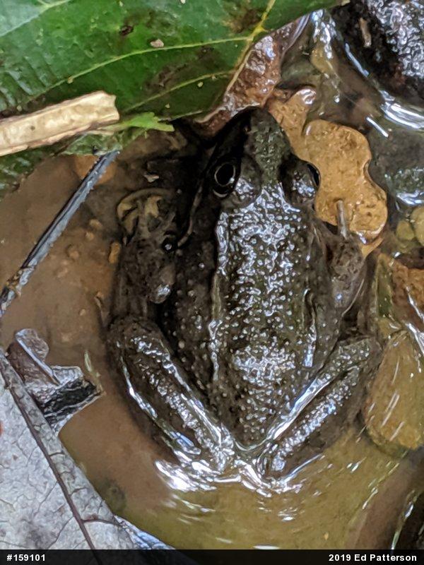 Green Frog