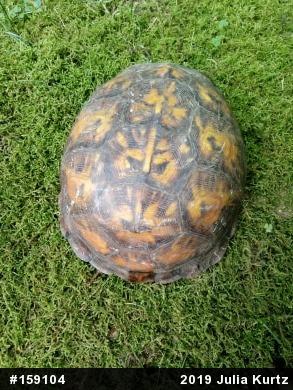 Eastern Box Turtle