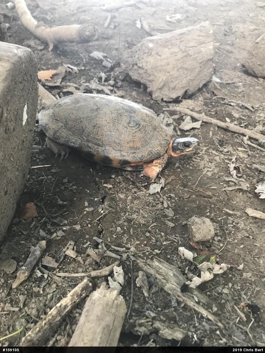 Wood Turtle