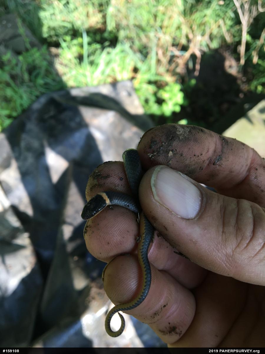 Northern Ring-necked Snake