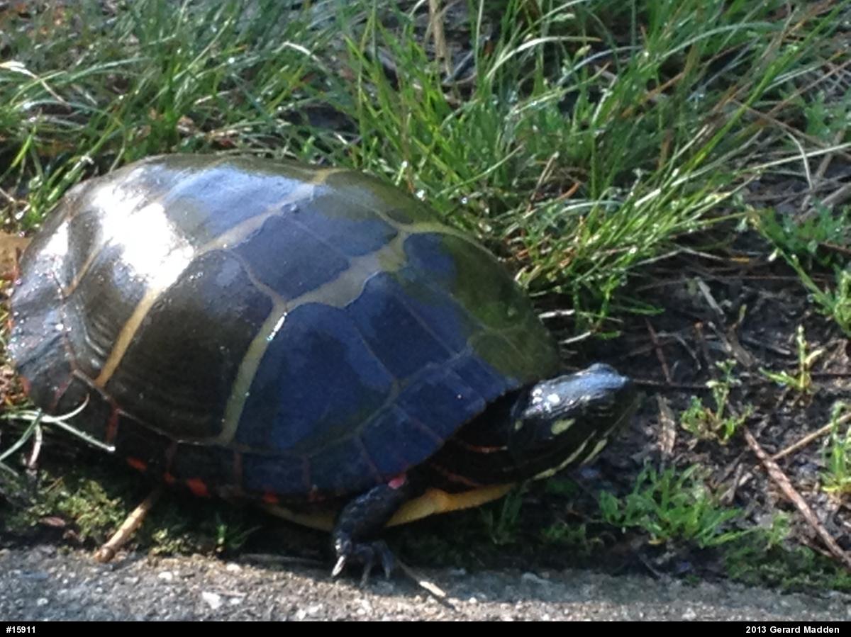 Eastern Painted Turtle