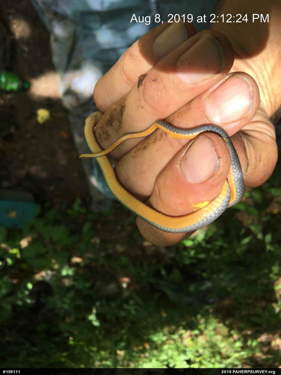 Northern Ring-necked Snake