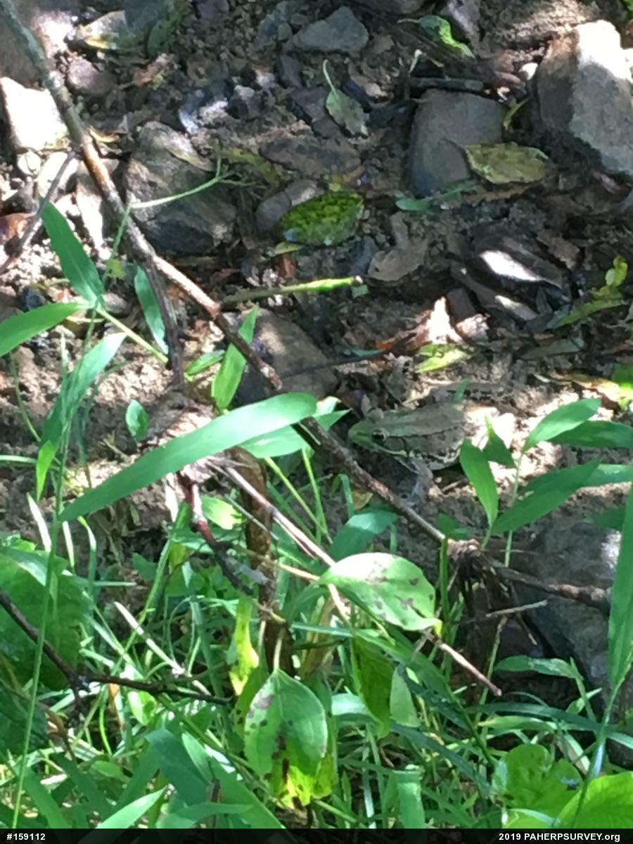 Green Frog