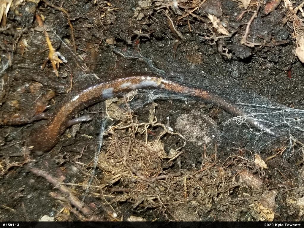 Eastern Red-backed  Salamander
