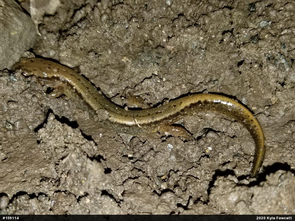 Northern Two-lined Salamander