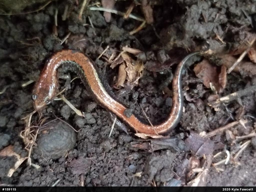 Eastern Red-backed  Salamander