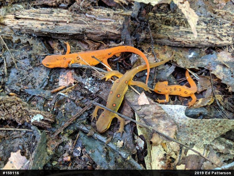 Red-spotted Newt