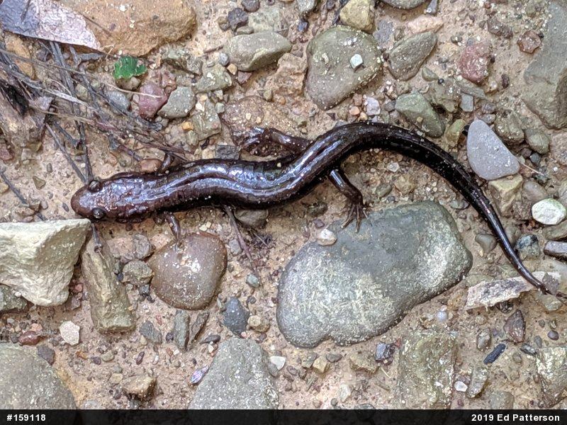 Allegheny Mountain Dusky Salamander