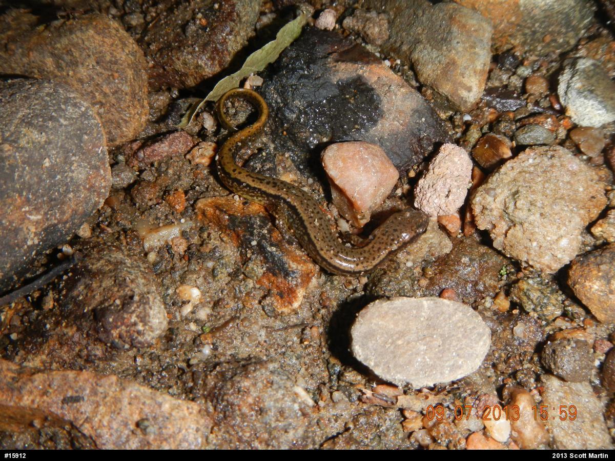 Northern Two-lined Salamander