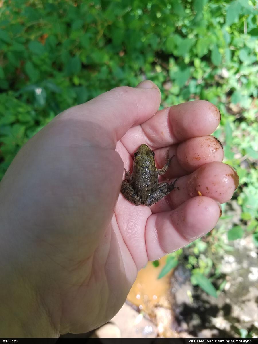 Green Frog