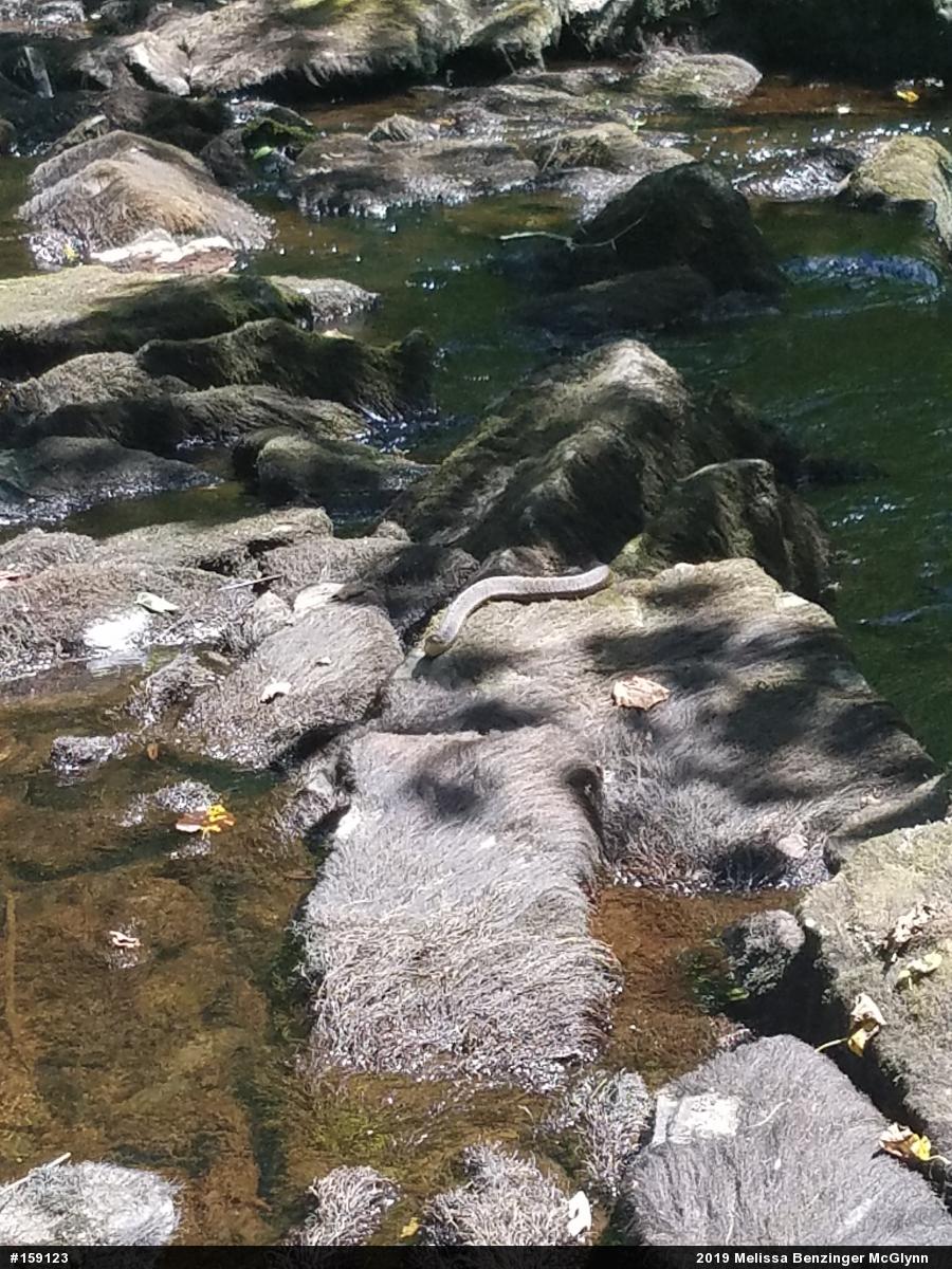 Northern Watersnake