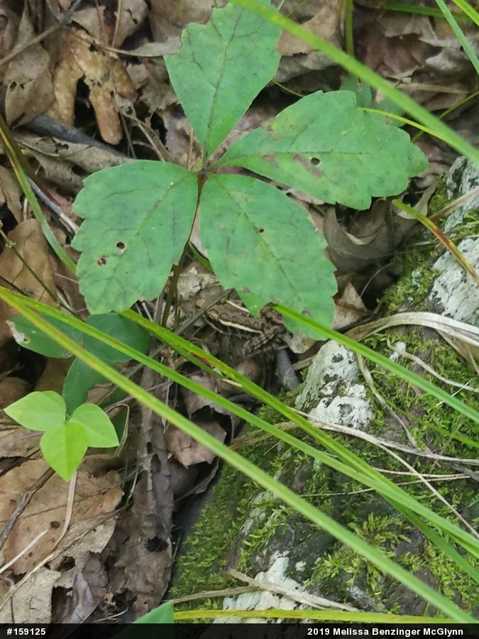 Pickerel Frog