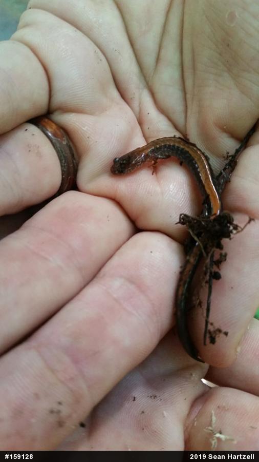 Eastern Red-backed  Salamander