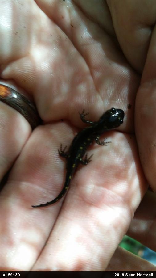 Spotted Salamander
