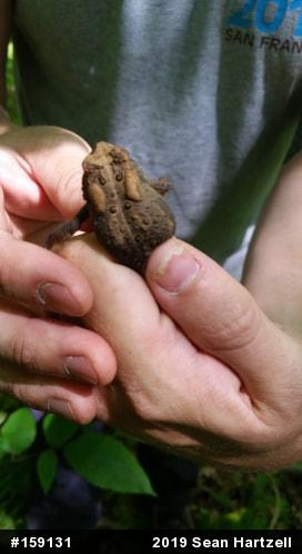 Eastern American Toad