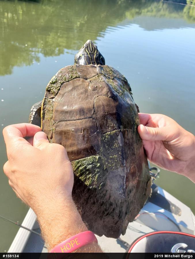 Northern Map Turtle