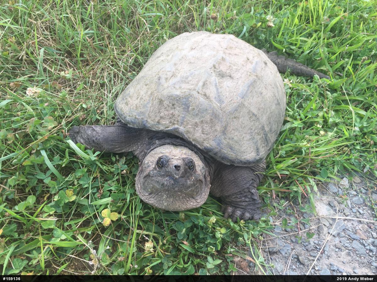 Snapping Turtle