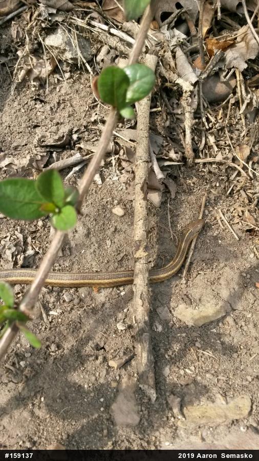Shorthead Gartersnake