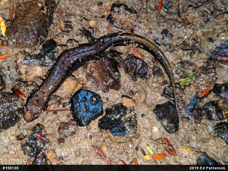 Allegheny Mountain Dusky Salamander