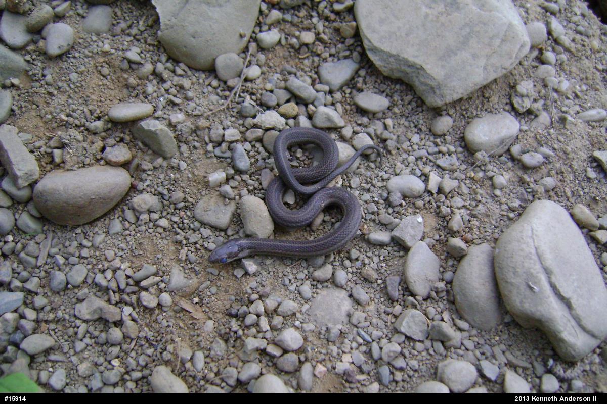 Shorthead Gartersnake