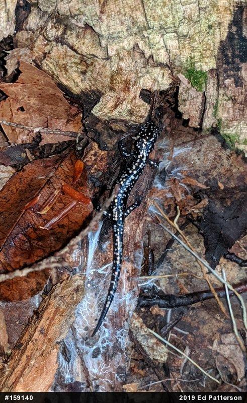 Northern Slimy Salamander