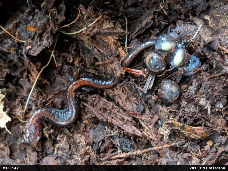 Eastern Red-backed  Salamander