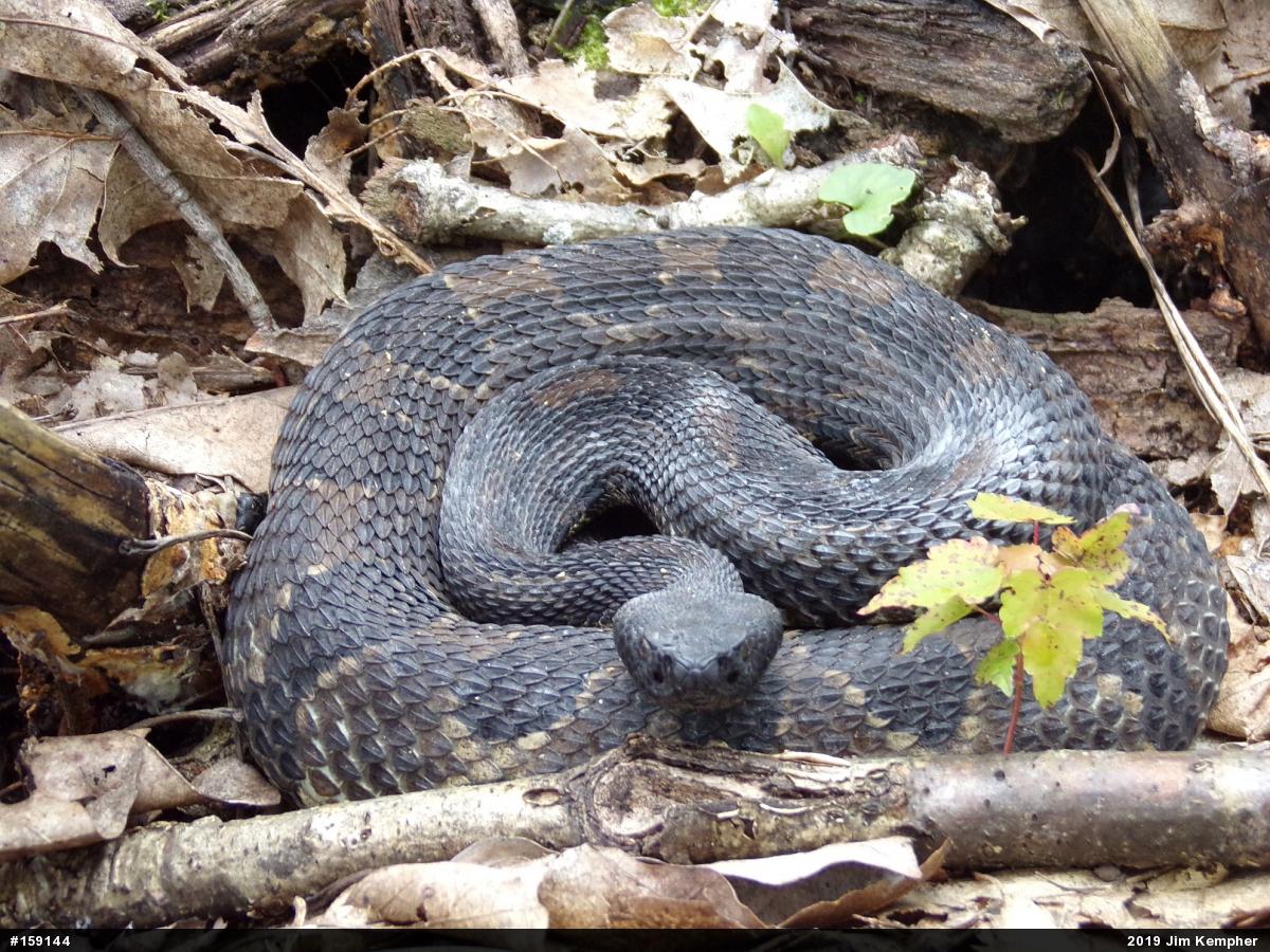 Timber Rattlesnake