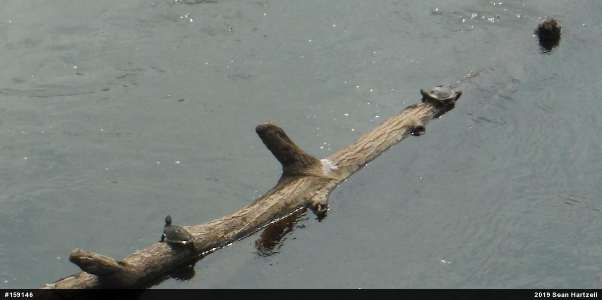 Northern Map Turtle