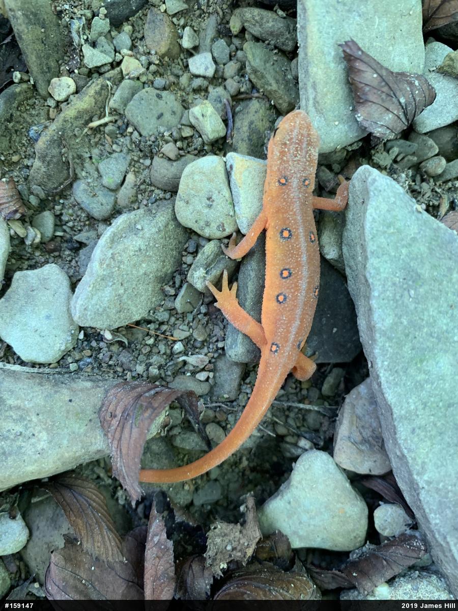 Red-spotted Newt