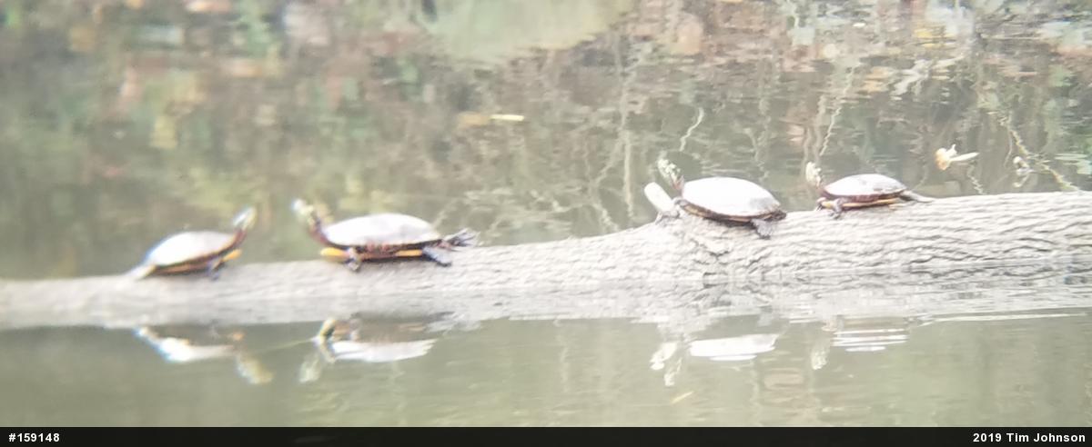 Painted Turtle