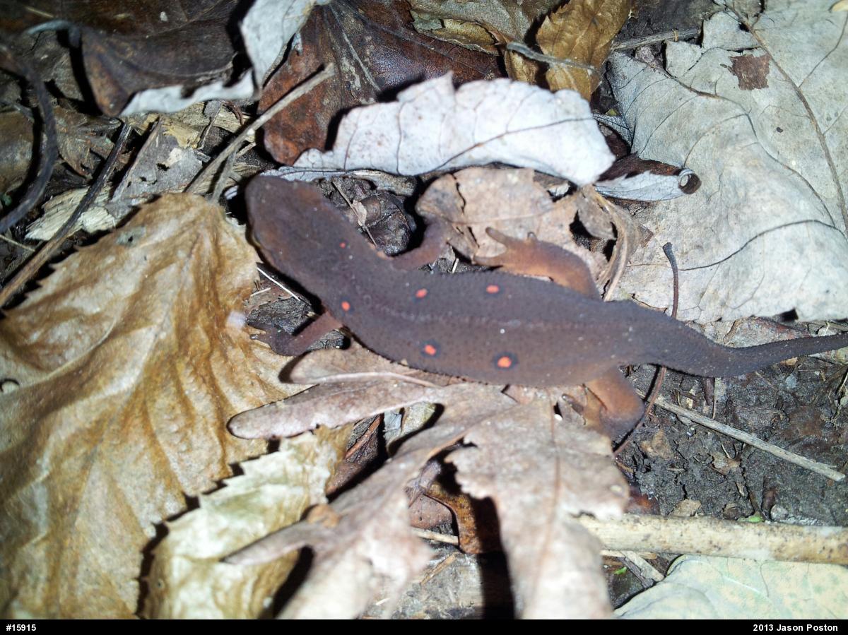 Red-spotted Newt