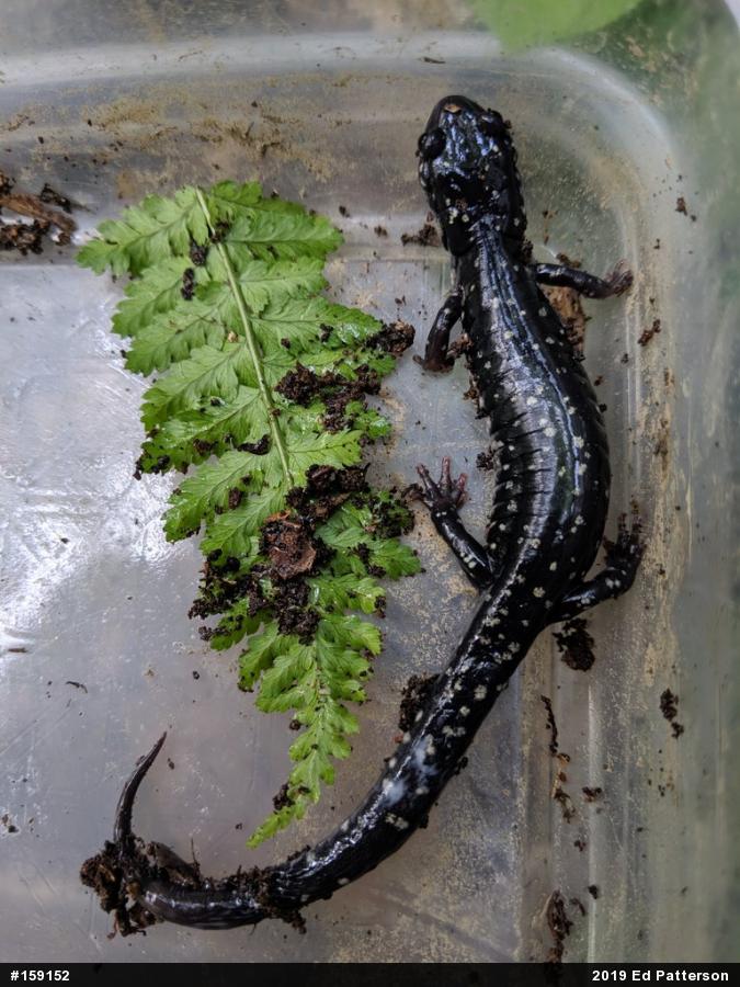 Northern Slimy Salamander
