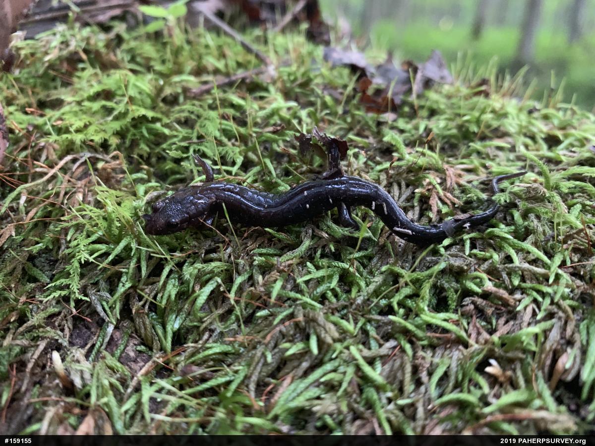 Allegheny Mountain Dusky Salamander