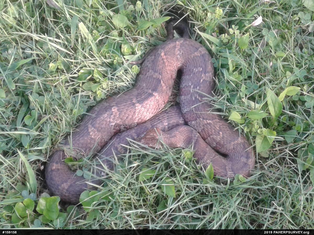 Northern Watersnake
