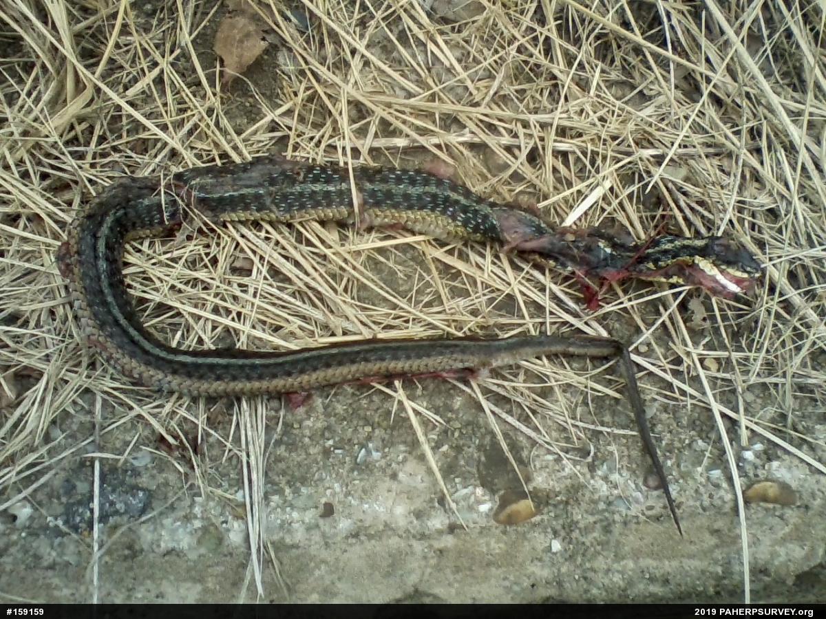 Eastern Gartersnake