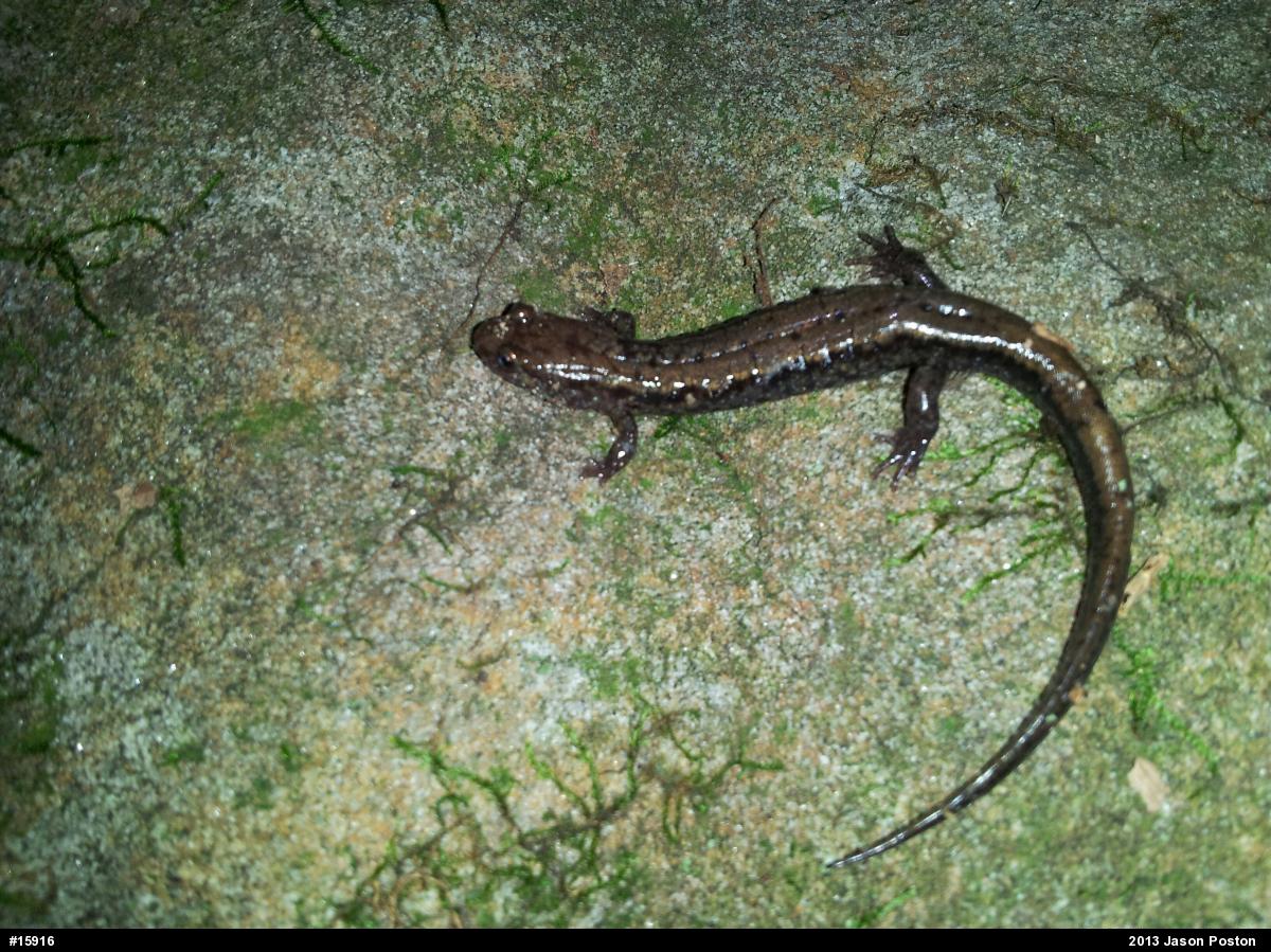 Allegheny Mountain Dusky Salamander
