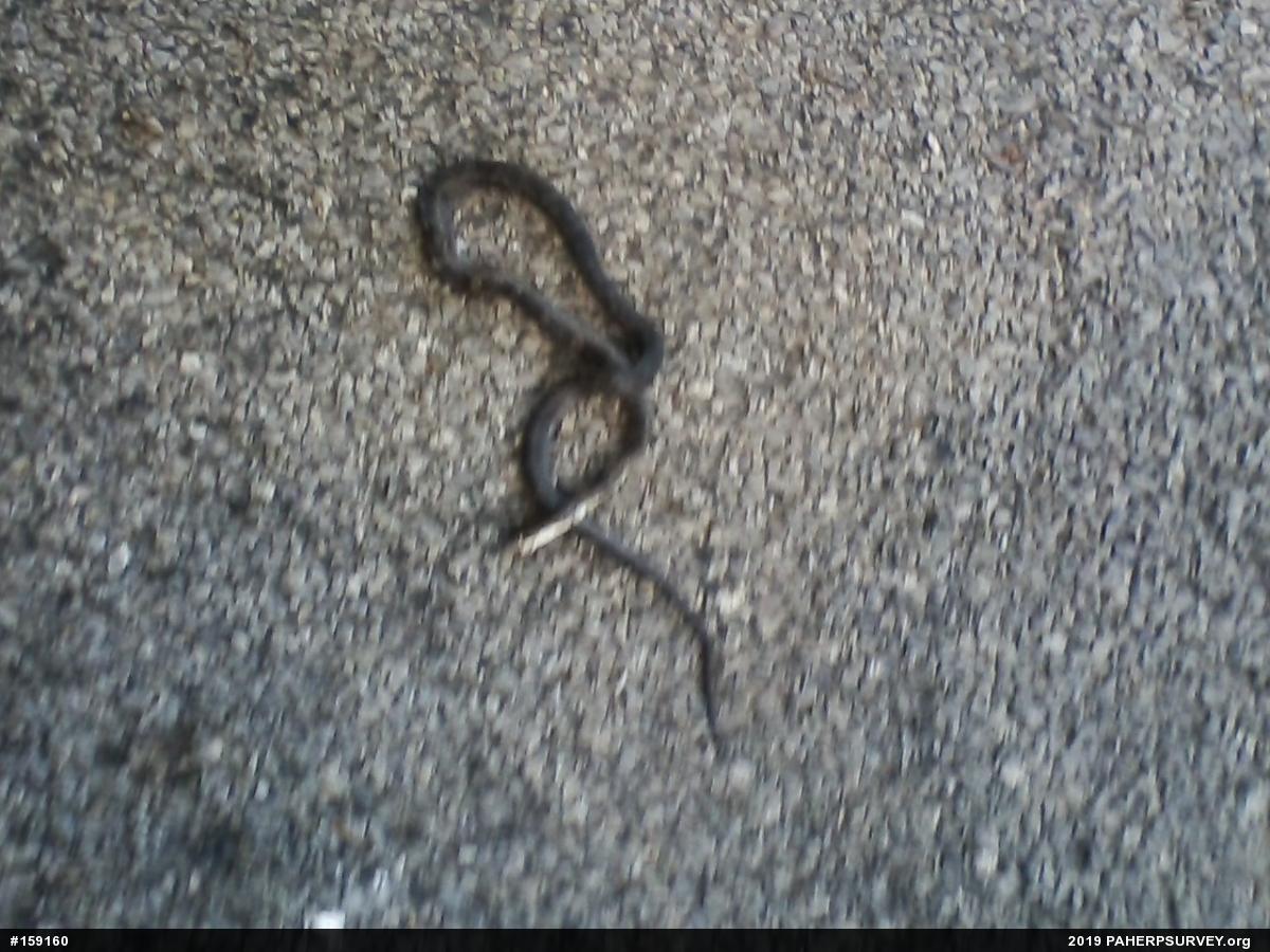 Eastern Ratsnake