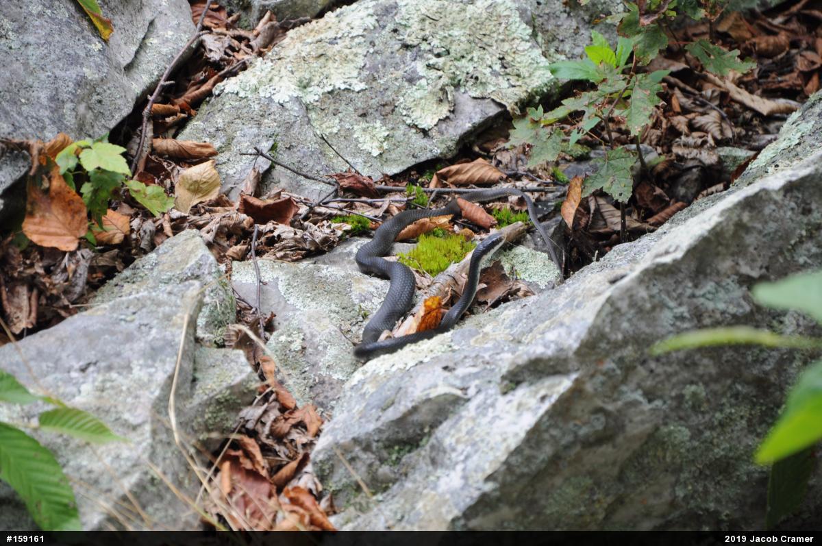 Northern Black Racer