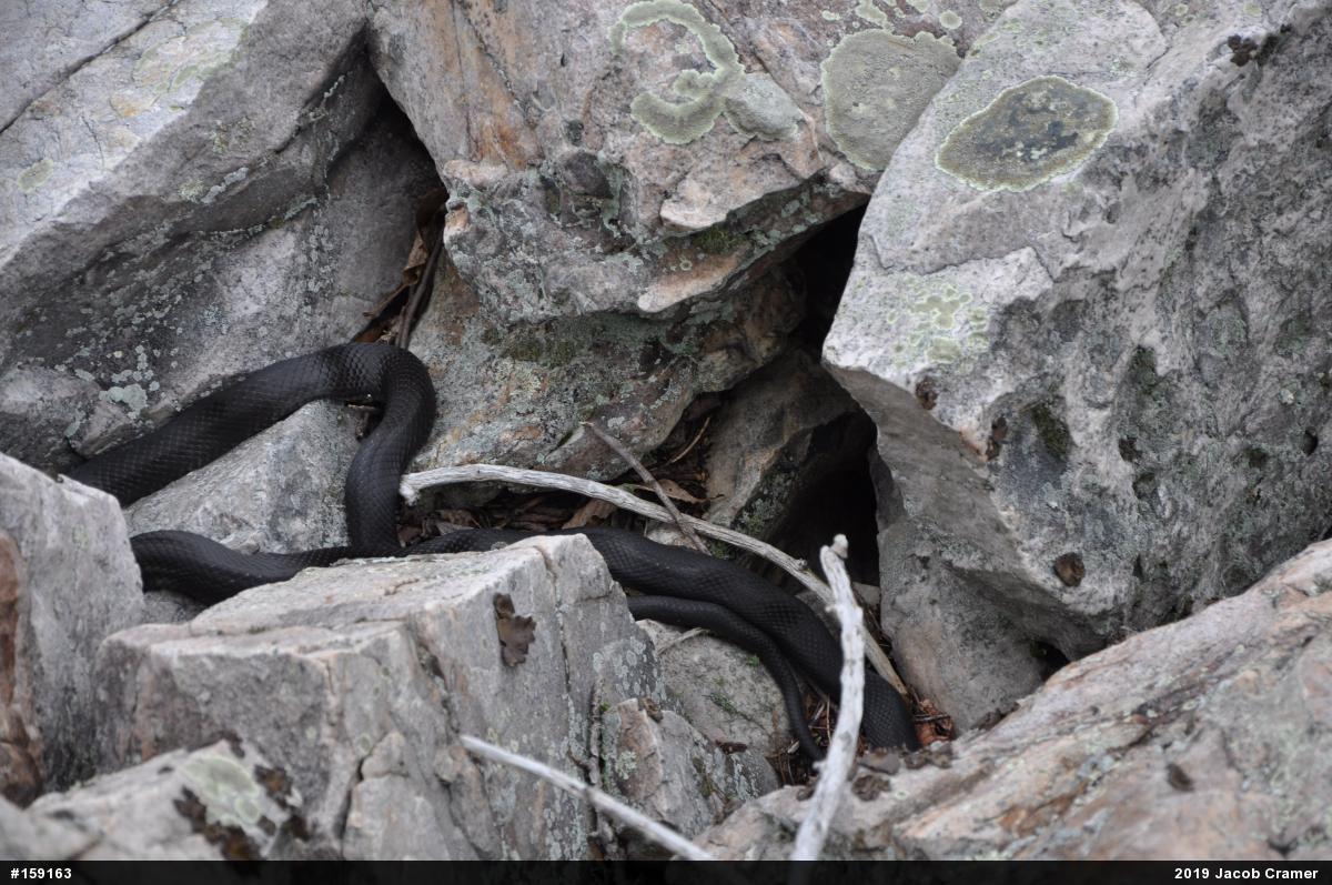 Eastern Ratsnake