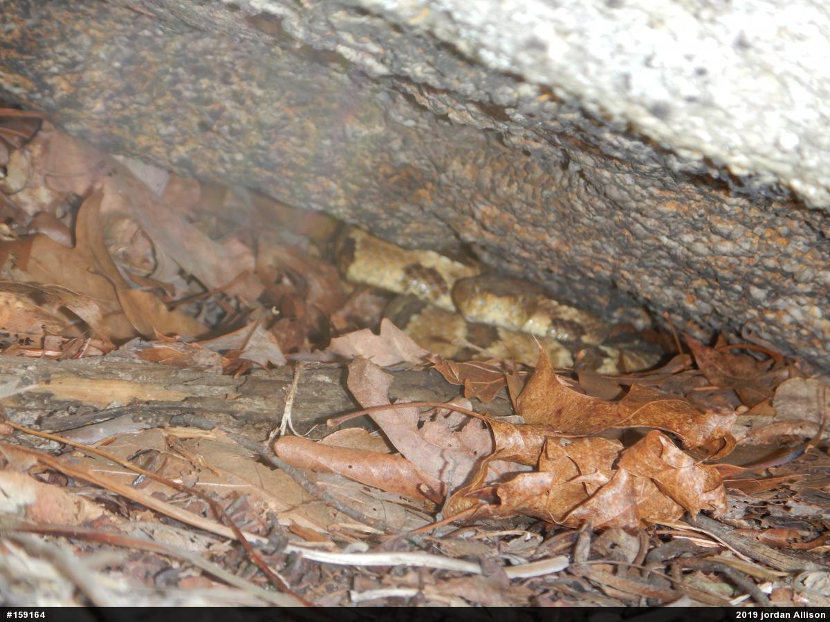 Timber Rattlesnake