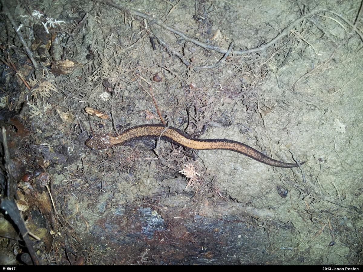 Eastern Red-backed  Salamander