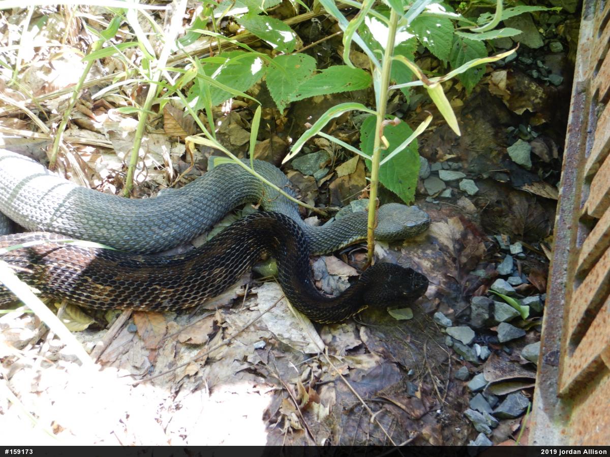 Timber Rattlesnake