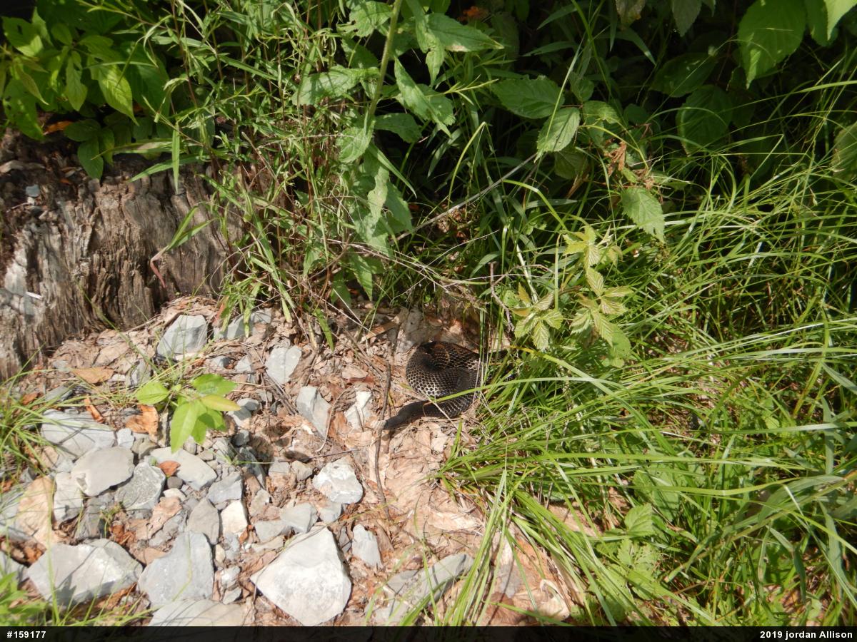 Timber Rattlesnake