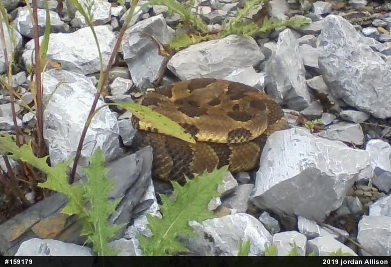 Timber Rattlesnake